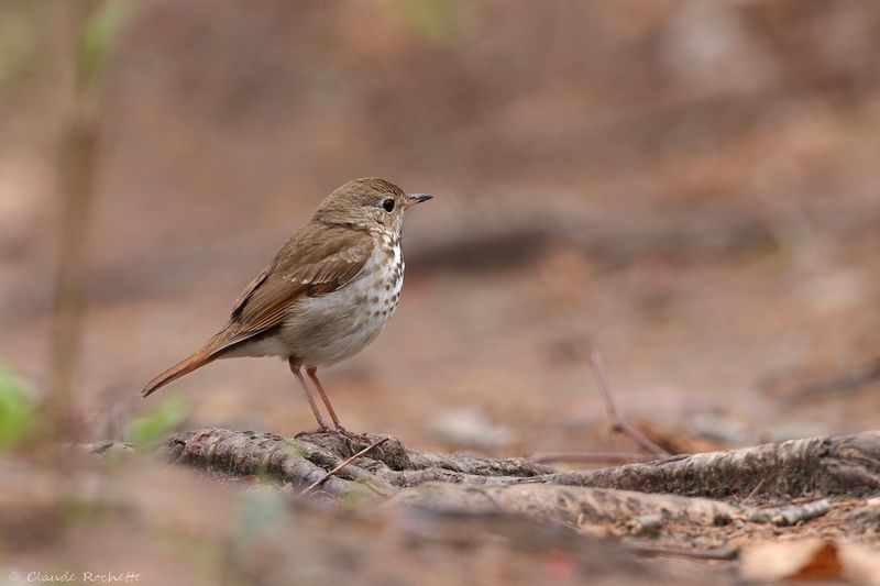 Grive solitaire / Hermit Thrush