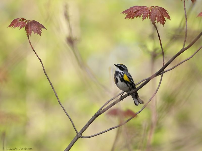 Paruline à croupion jaune / Yellow-rumped Warbler