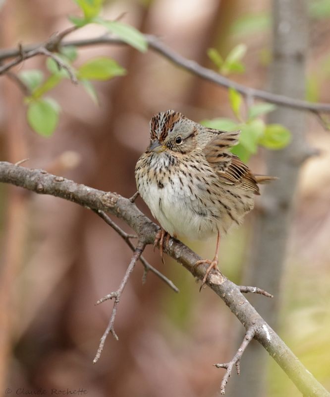 Bruant de Lincoln / Lincoln's Sparrow