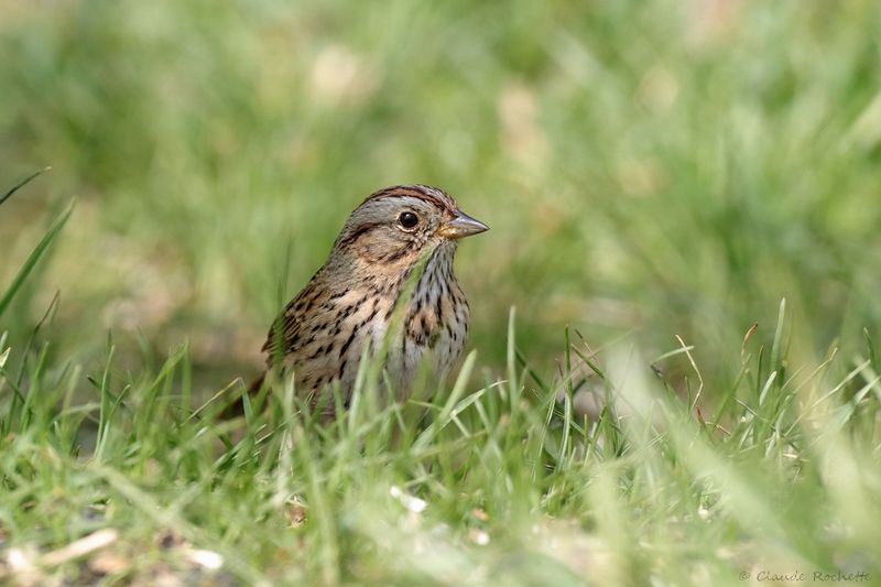 Bruant de Lincoln / Lincoln's Sparrow