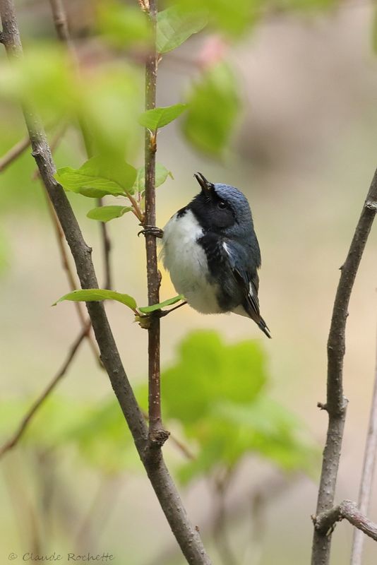Paruline bleu / Black-throated Bleu Warbler