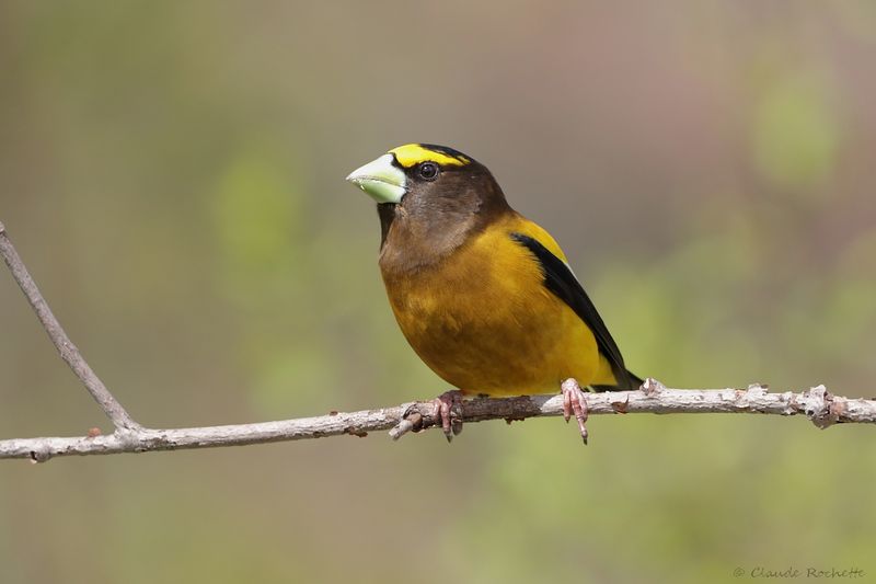 Gros-bec errant / Evening Grosbeak