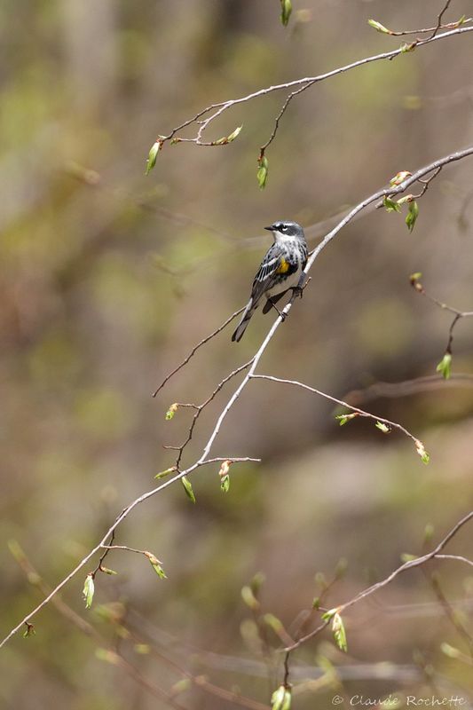 Paruline à croupion jaune / Yellow-rumped Warbler