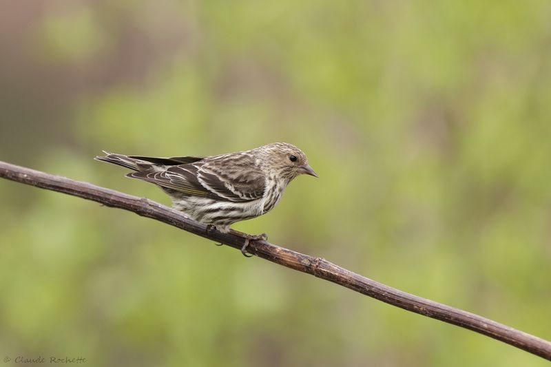 Tarin des pins / Pine Siskin