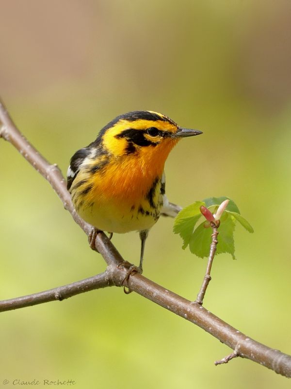 Paruline à gorge orangée / Blackburnian Warbler