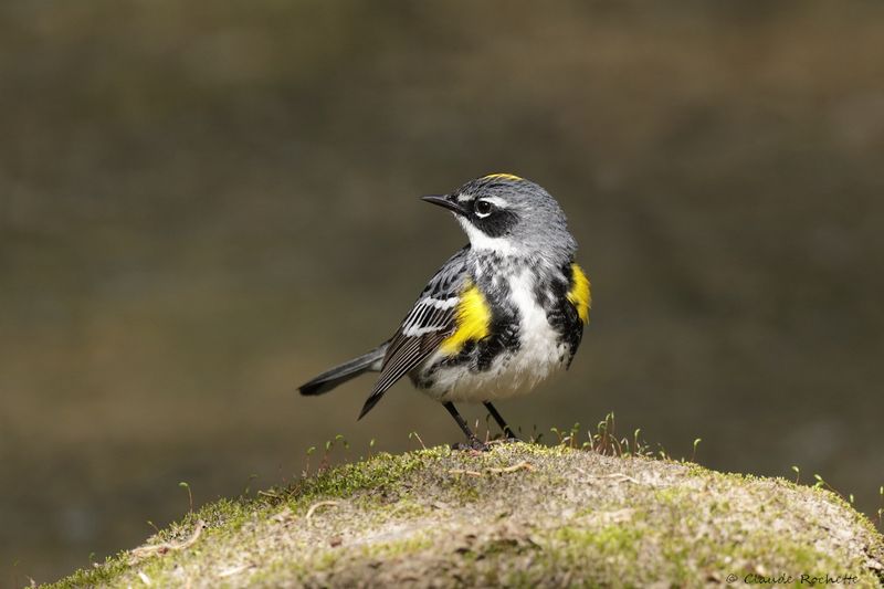 Paruline à croupion jaune / Yellow-rumped Warbler