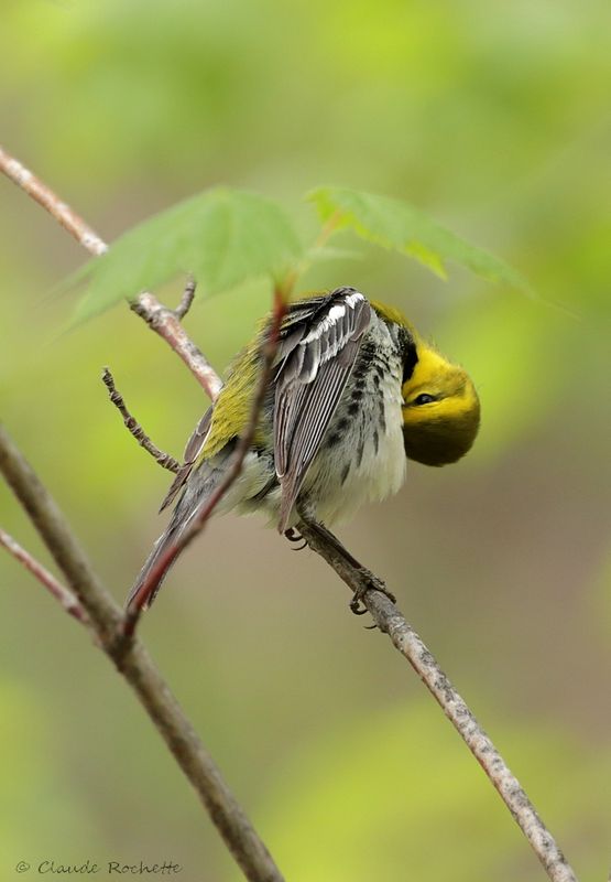 Paruline à gorge noire / Black-throated Green Warbler