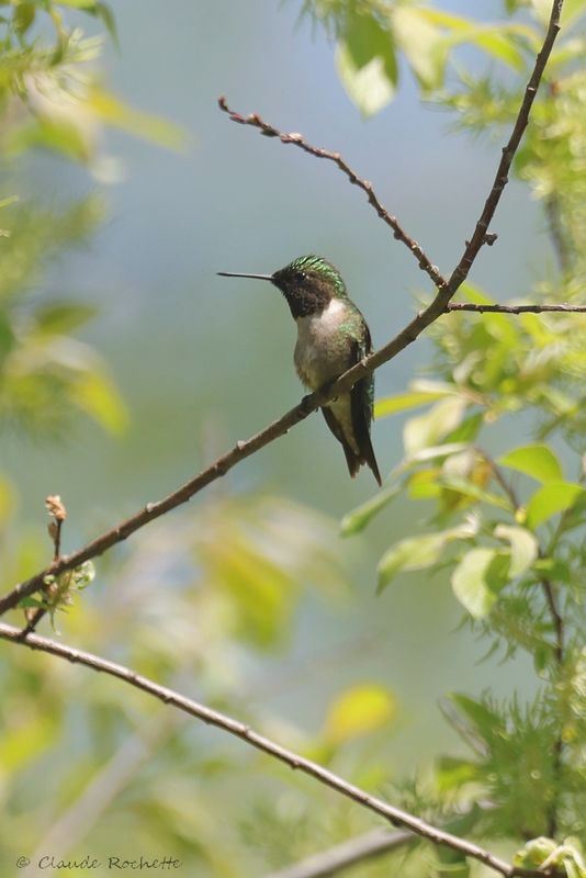 Colibri à gorge rubis / Ruby-throated Hummingbird