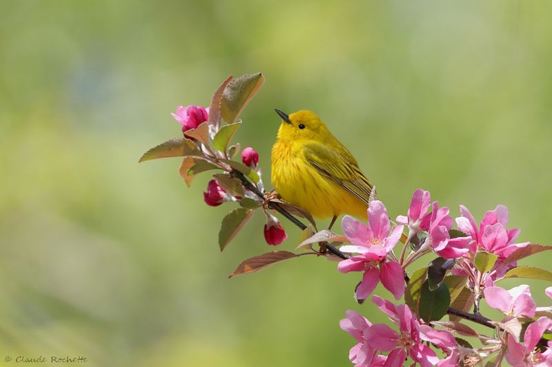Paruline jaune / Yellow Warbler