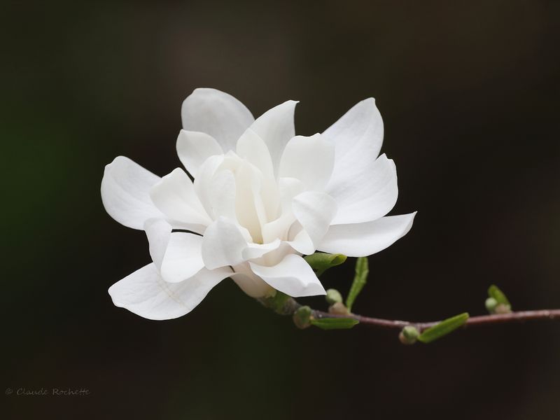Magnolia étoilé / Magnolia stellata