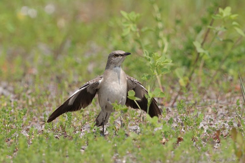 Moqueur polyglotte / Northern Mockingbird