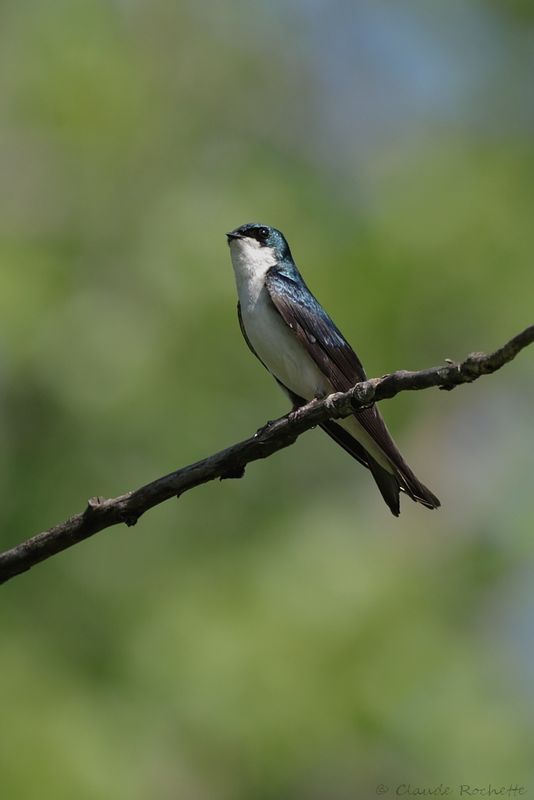 Hirondelle bicolore / Tree Swallow