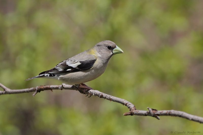 Gros-bec errant / Evening Grosbeak