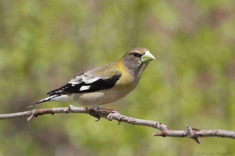 Gros-bec errant / Evening Grosbeak