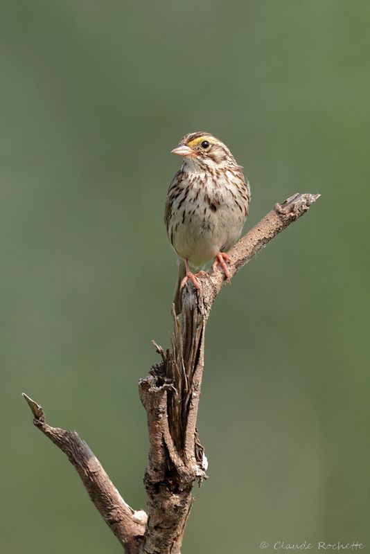 Bruant des prés / Savannah Sparrow