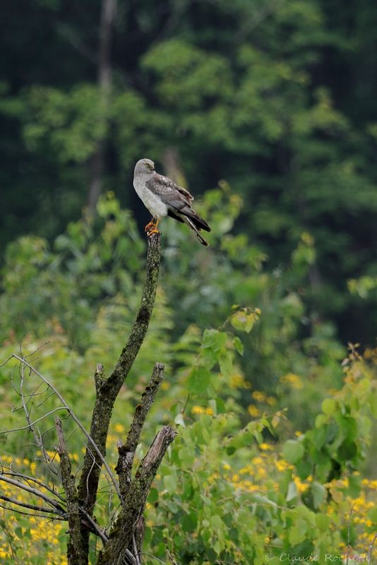 Busard des marais / Northern Harrier