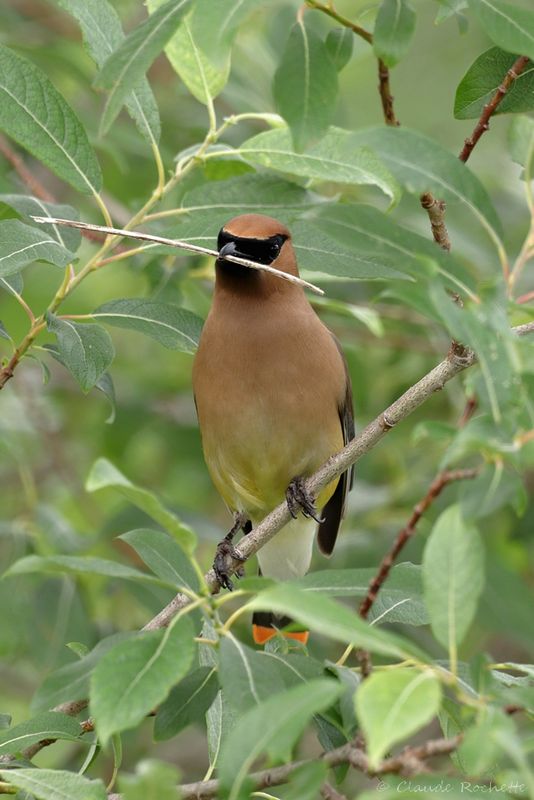 Jaseur d'Amérique / Cedar Waxwing