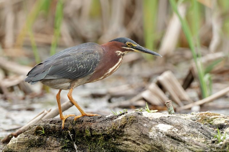 Héron vert / Green Heron