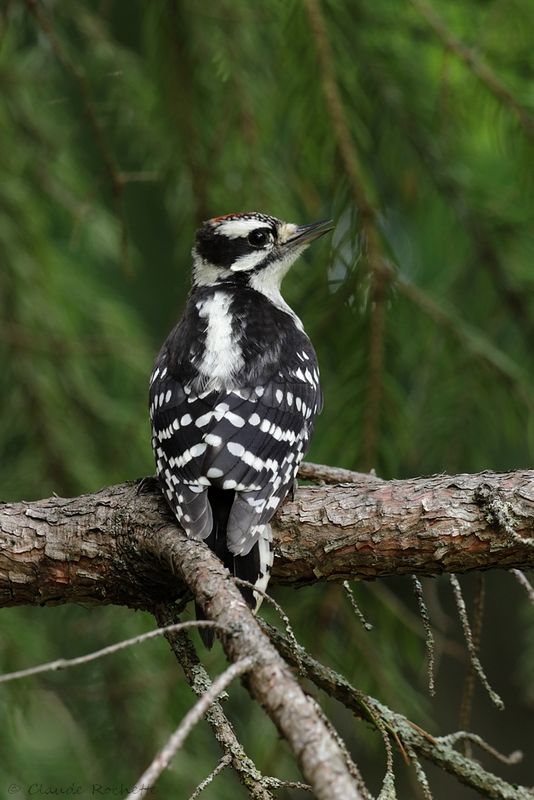 Pic mineur / Downy Woodpecker