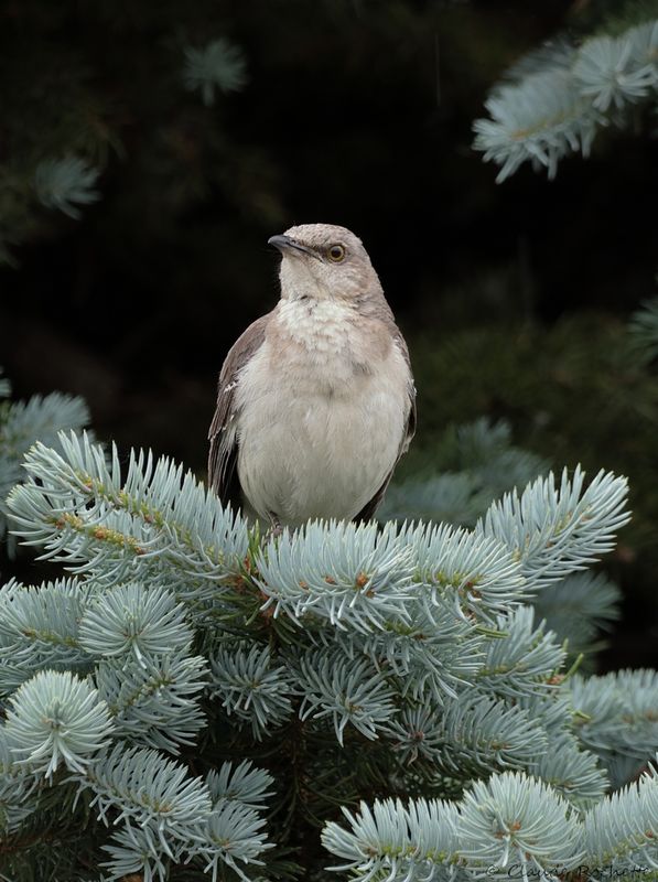 Moqueur polyglotte / Northern Mockingbird