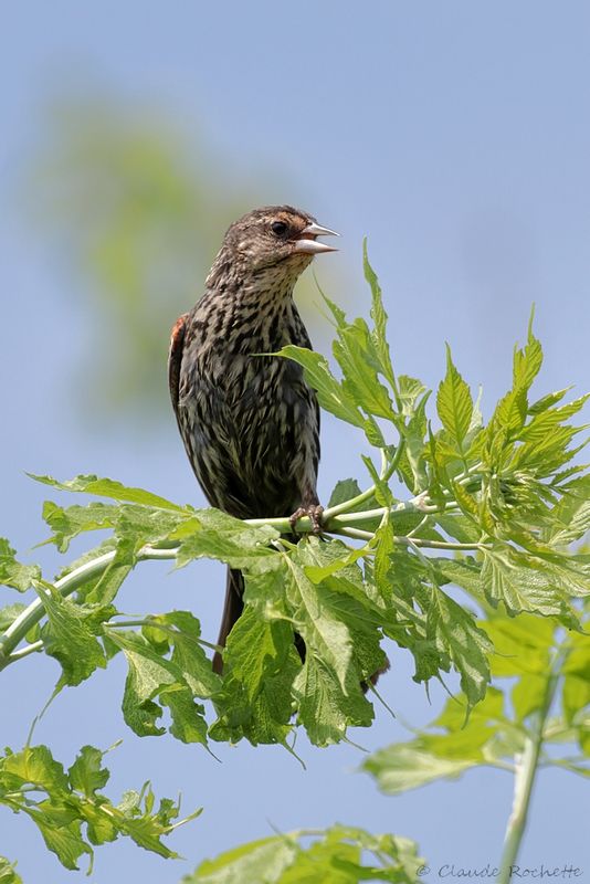 Carouge à épaulette / Red-winged Blackbird