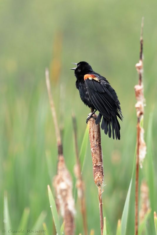 Carouge à épaulette / Red-winged Blackbird