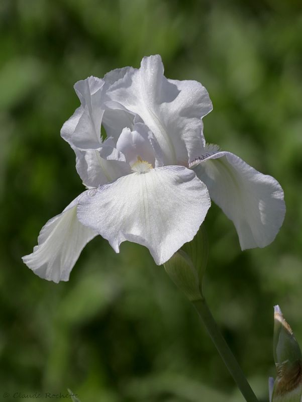 Iris germanica