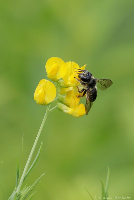 Mégachile / Megachile