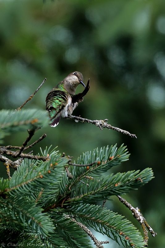 Colibri à gorge rubis / Ruby-throated Hummingbird