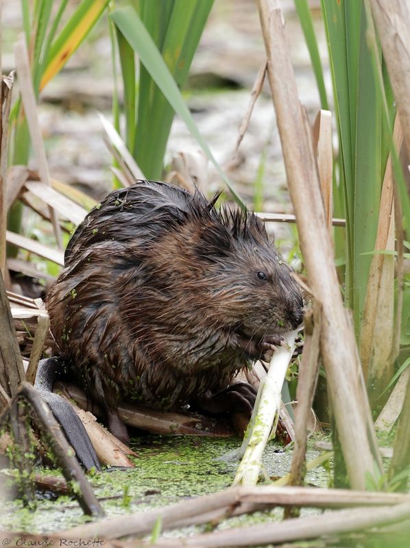 Rat musqué / Muskrat