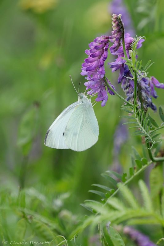 Piéride du choux / Pieris brassicae