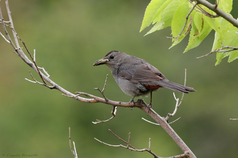 Moqueur chat / Gray Catbird