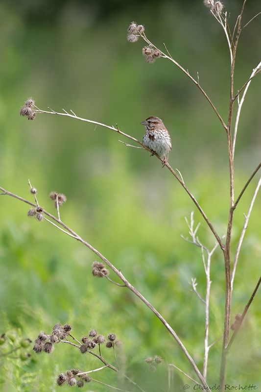 Bruant chanteur / Song Sparrow