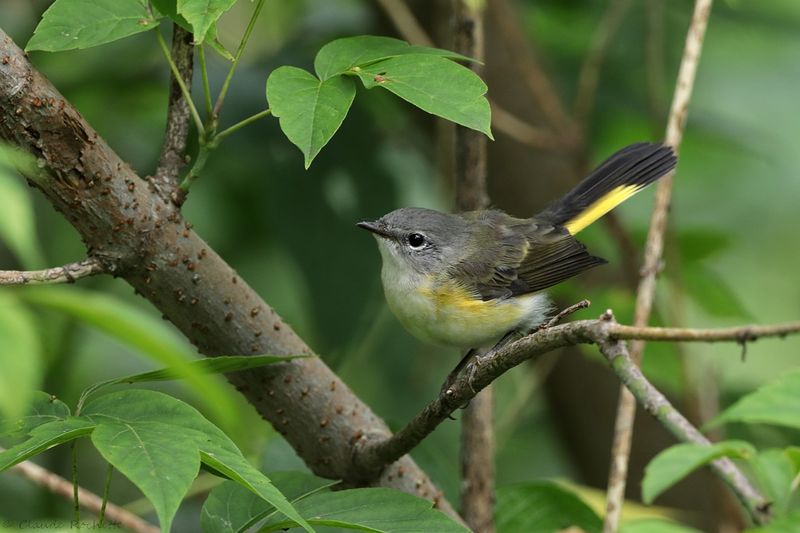 Paruline flamboyante / American Redstart