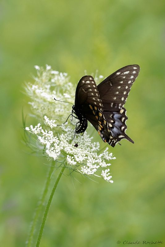 Papillon du céleri / Black swallowtail