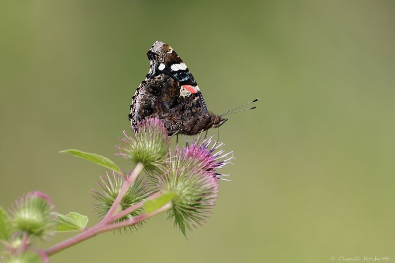 Vulcain / Vanessa atalanta