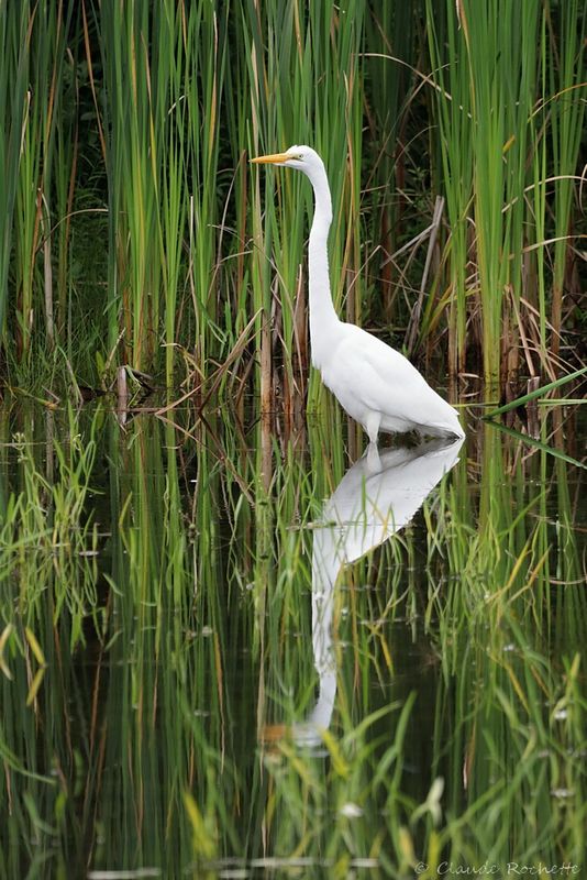 Grande Aigrette / Great Egret