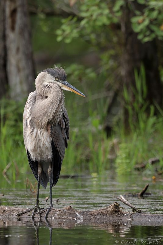 Grand héron / Great Blue Heron