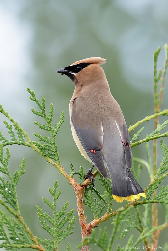 Jaseur d'Amérique / Cedar Waxwing