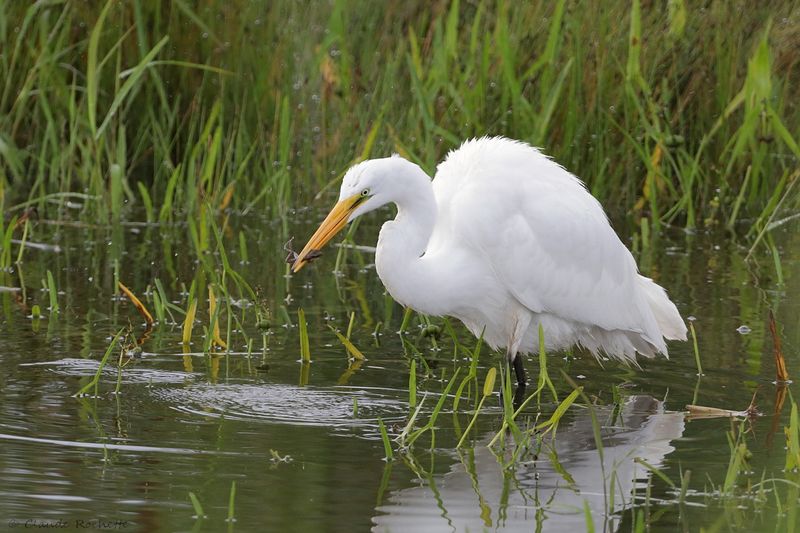 Grande Aigrette / Great Egret