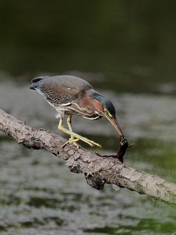 Héron vert / Green Heron