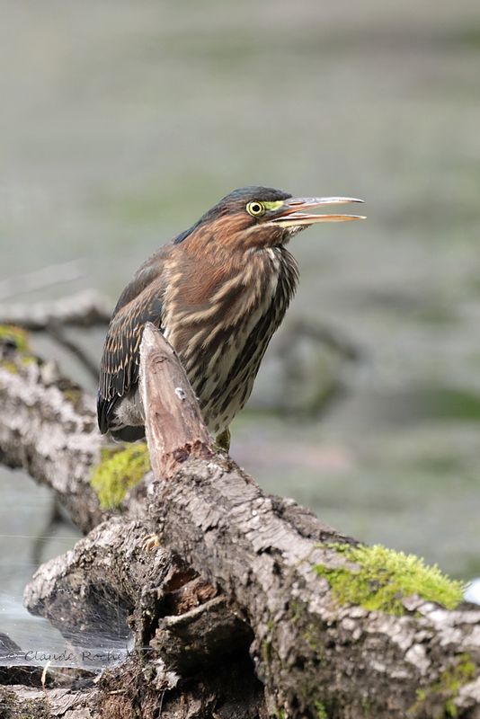 Héron vert / Green Heron