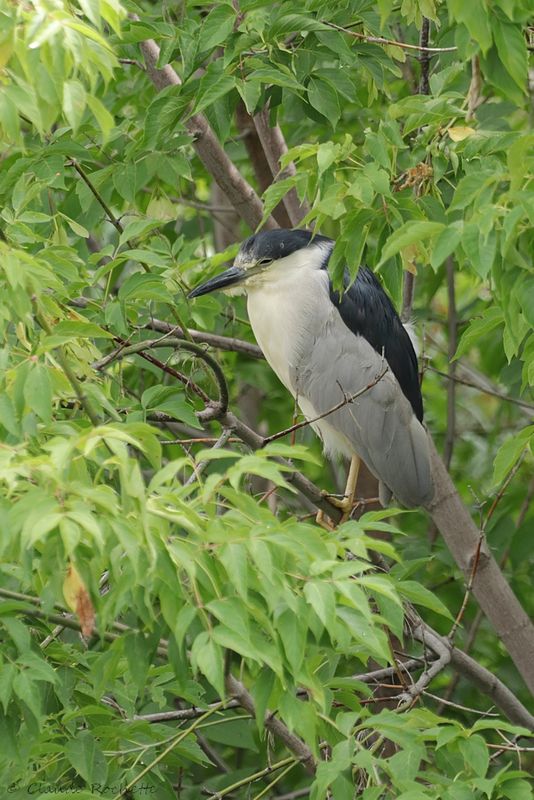 Bihoreau gris / Black-crowned Night-Heron