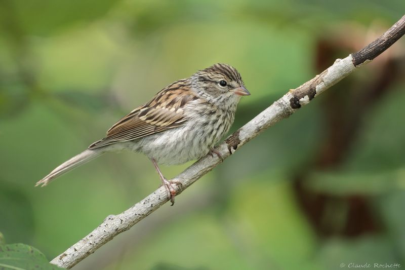 Bruant familier / Chipping Sparrow