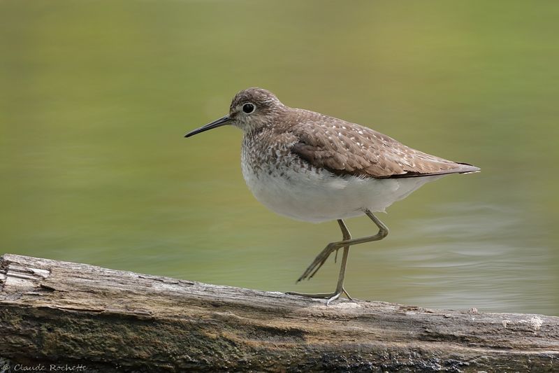 Chevalier solitaire / Solitary Sandpiper