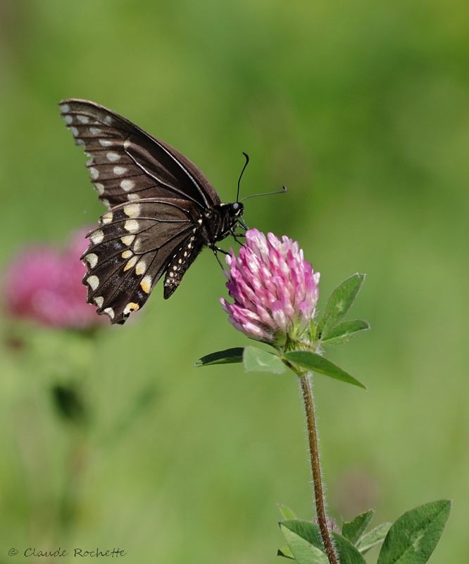 Papillon du céleri / Black swallowtail