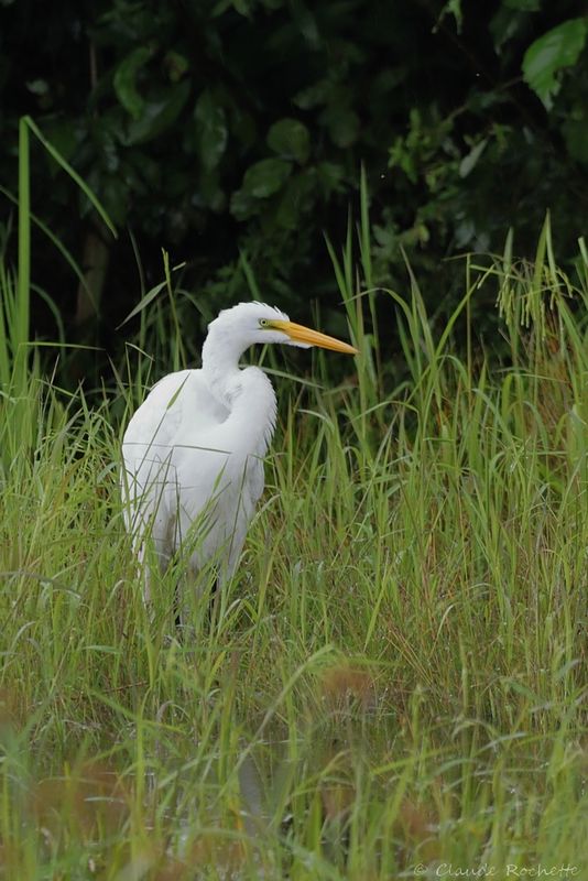 Grande Aigrette / Great Egret