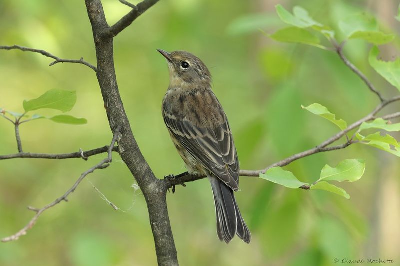 Paruline à croupion jaune / Yellow-rumped Warbler