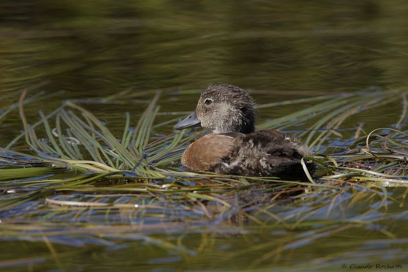 Fuligule à collier / Ring-necked Duck