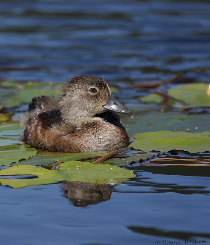 Fuligule à collier / Ring-necked Duck